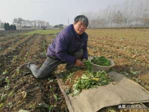 苔干的种植-农村人大