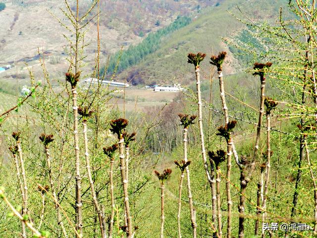 目前正是山菜上市的季节你知道怎样区分野生的和栽植的吗