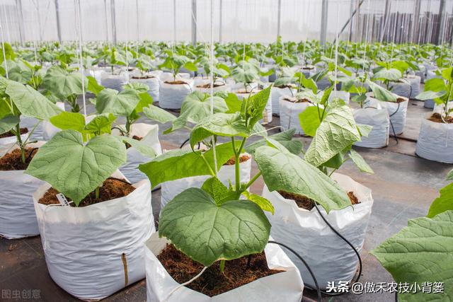 能重茬和不能重茬的作物有哪些？作物重茬烂根死棵现象怎么防治？