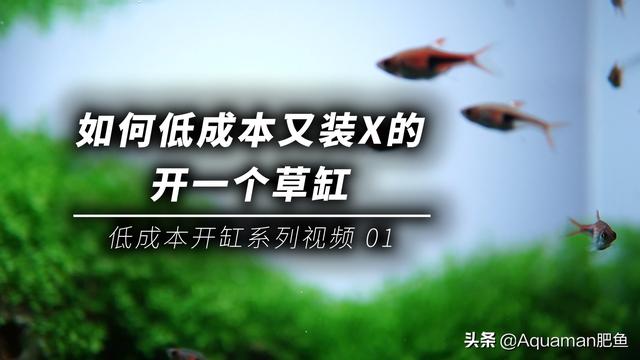 如何低成本又装13的开一个水草缸