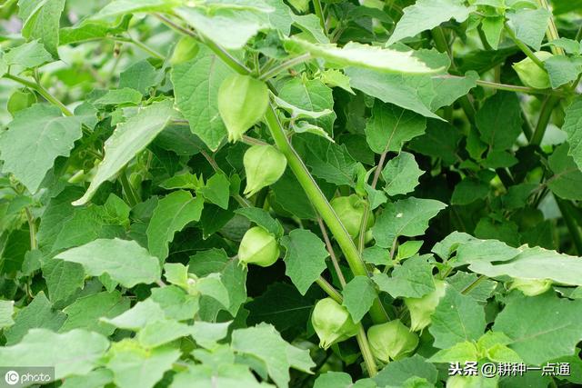 具有食用和药用价值的大棚菇娘得这么种植