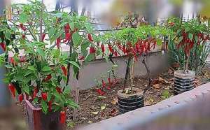 辣椒阳台种植-阳台种辣椒，3步养成“辣椒树”，挂果几十个，种3棵吃一年