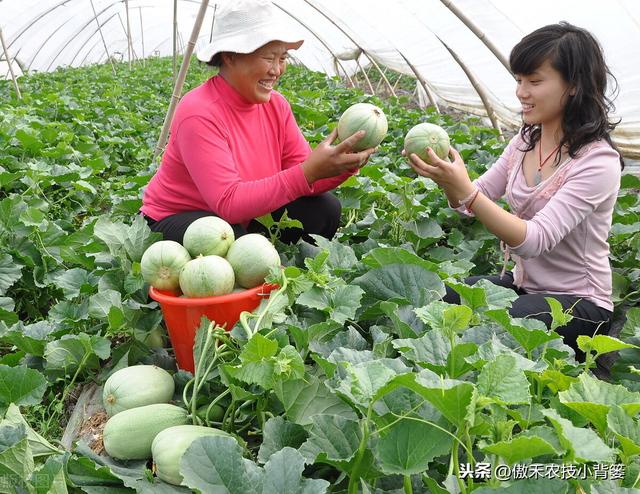 能重茬和不能重茬的作物有哪些？作物重茬烂根死棵现象怎么防治？