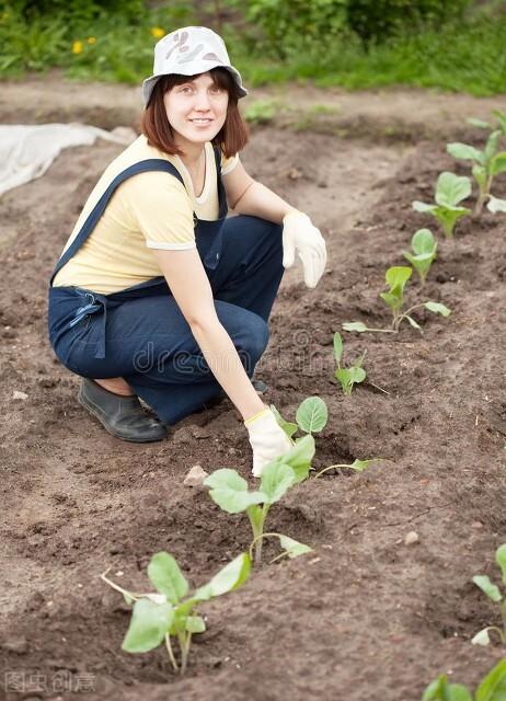 白菜、萝卜等青菜如何正确间苗？记住五点，保证一播全苗