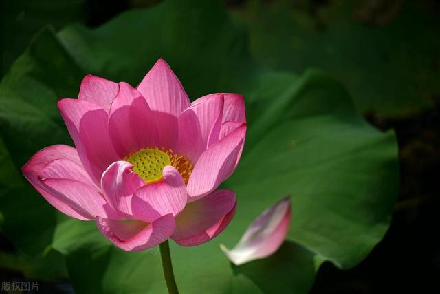 池塘里的荷花，在家也能养，仙气飘飘开满大水缸