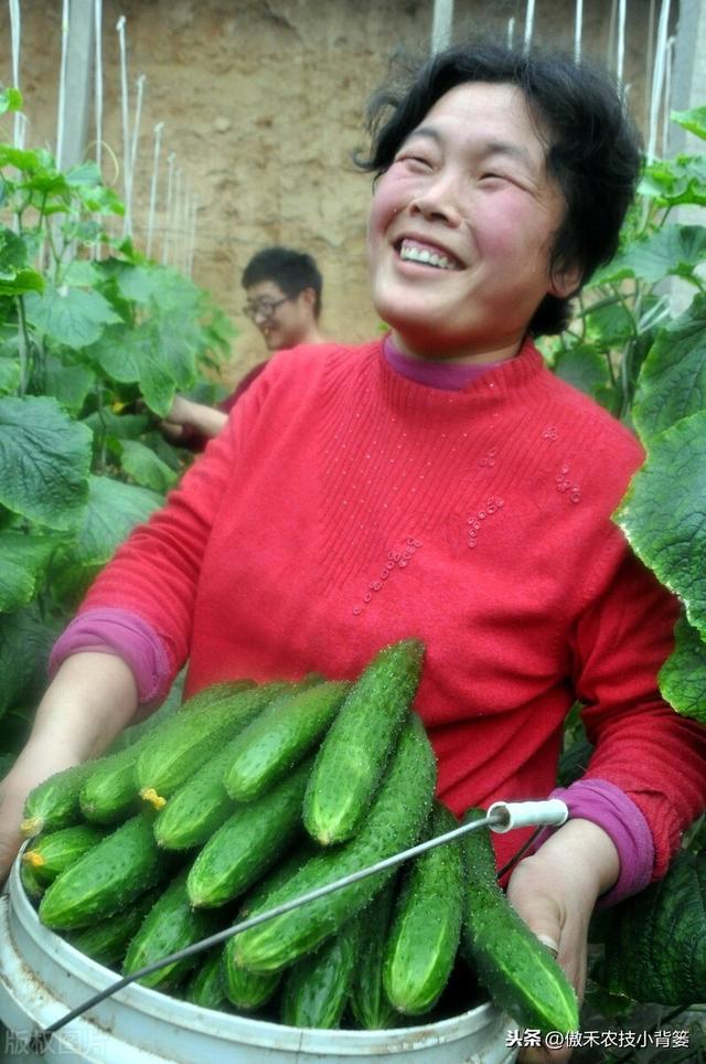 能重茬和不能重茬的作物有哪些？作物重茬烂根死棵现象怎么防治？