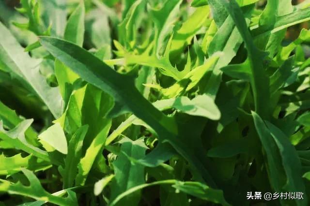 农村如何赚钱？种植野菜