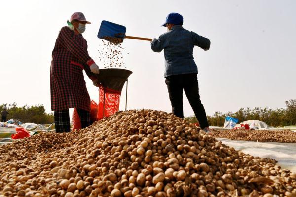 石家庄栾城：中药种植助农增收