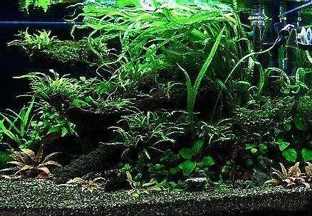 水族造景，少不了这12种草，适合新手造景的水草