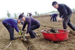 浅水种植-这农民巧种