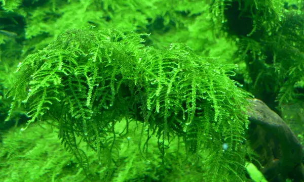 水族造景，少不了这12种草，适合新手造景的水草