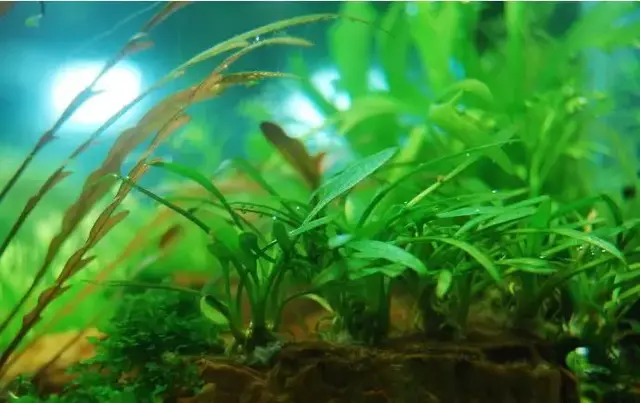 水族造景，少不了这12种草，适合新手造景的水草