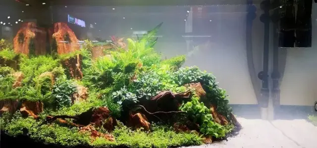 水族造景，少不了这12种草，适合新手造景的水草