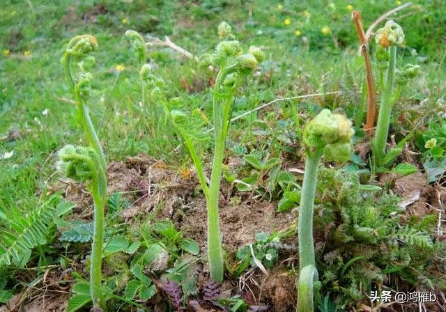 目前正是山菜上市的季节你知道怎样区分野生的和栽植的吗