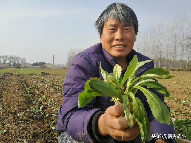 农村人大冬天种植露天蔬菜，不怕冻成本低，加工成脱水蔬菜特美味