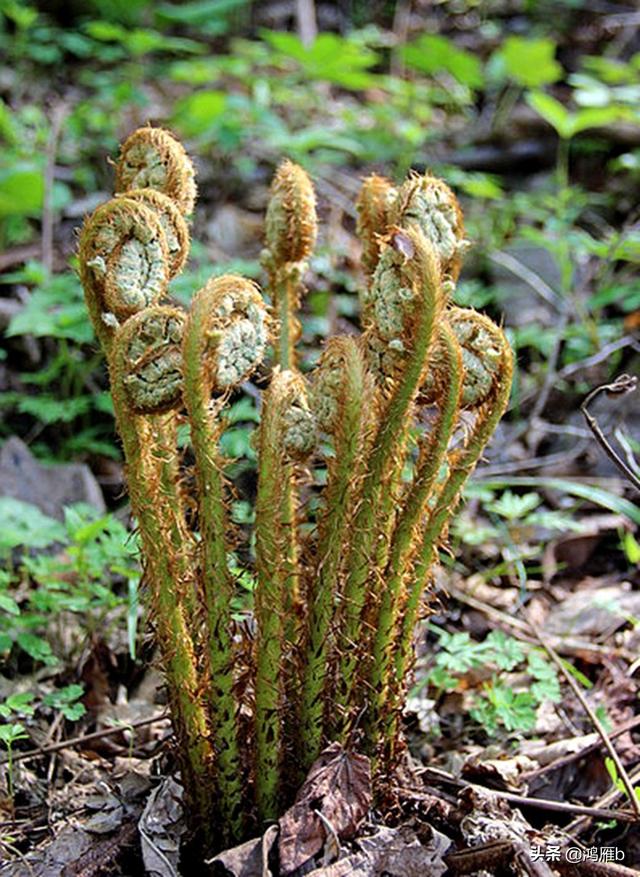 目前正是山菜上市的季节你知道怎样区分野生的和栽植的吗