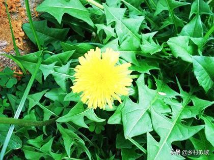 农村如何赚钱？种植野菜