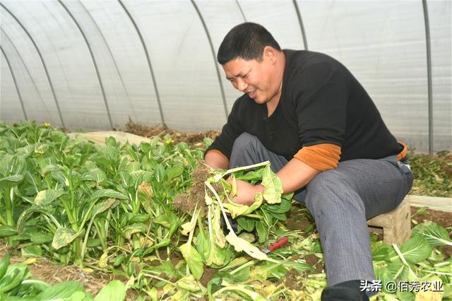 北方农村人种植南方菜，扔一半留一半，只要菜心60天亩赚3000元