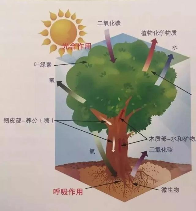 花园植物风水全了