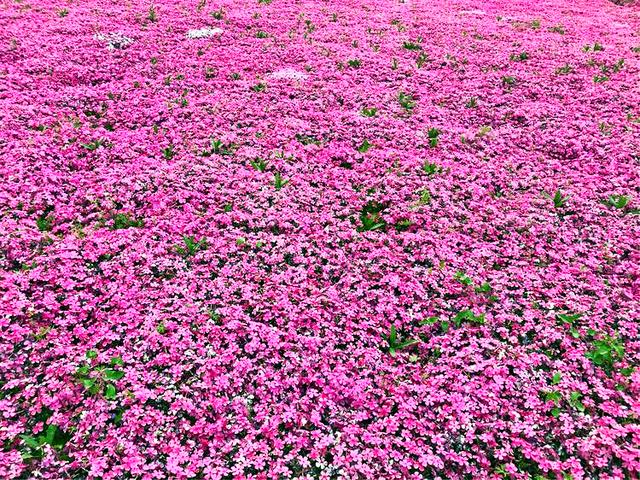 美丽的芝樱花～丛生福禄考