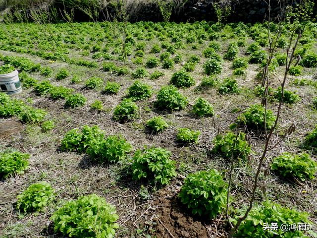 目前正是山菜上市的季节你知道怎样区分野生的和栽植的吗