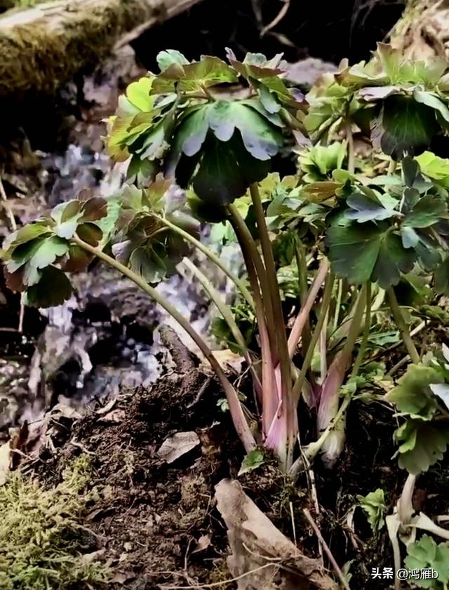 目前正是山菜上市的季节你知道怎样区分野生的和栽植的吗