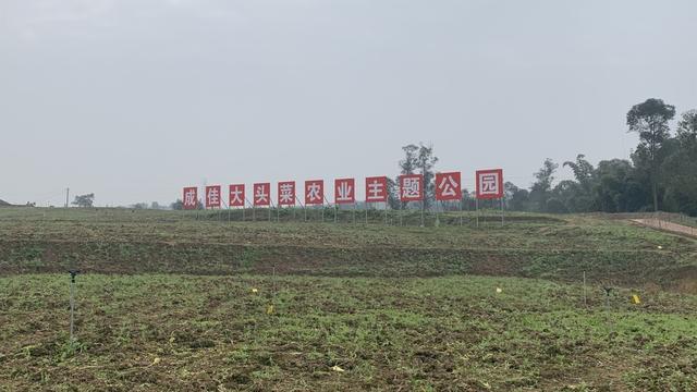 贡井成佳大头菜：成就一道致富“风景”