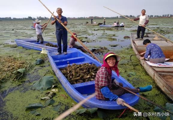 芡实怎么种植？芡实的种植方法