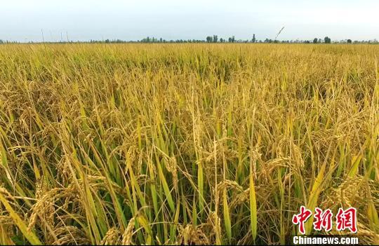 宁夏：稻花香里说丰年