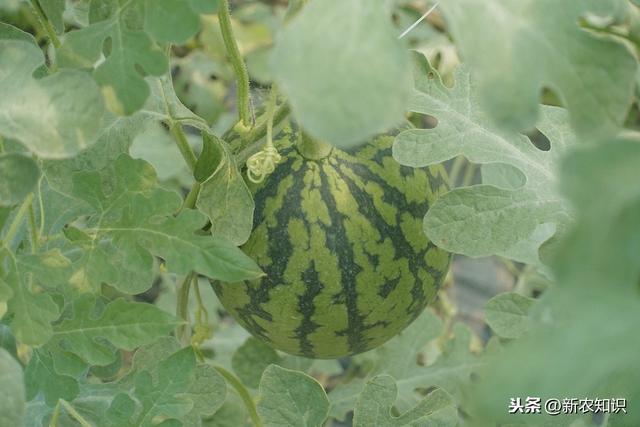 学会这一门技术，种植出高产西瓜！建议收藏