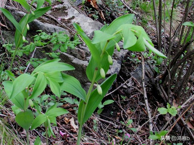 目前正是山菜上市的季节你知道怎样区分野生的和栽植的吗