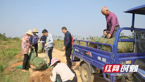 临澧四新岗镇久丰村：林下白芨采收忙  药材种植“丰”景好