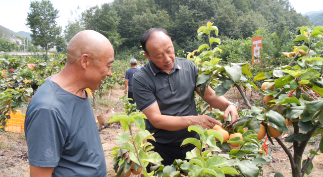 南漳：高山种出金果梨，美了乡村富了民