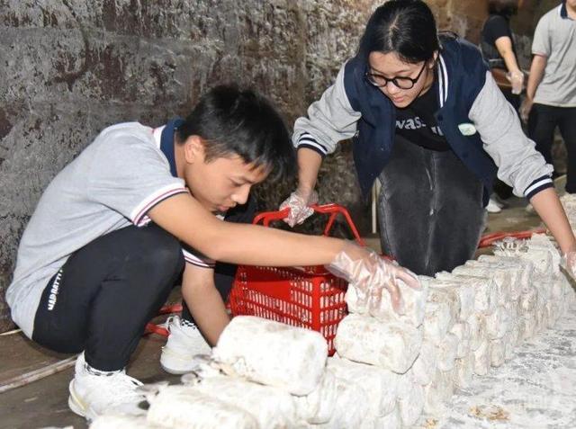 劳动课还能这样上！中学生在校内防空洞里种蘑菇