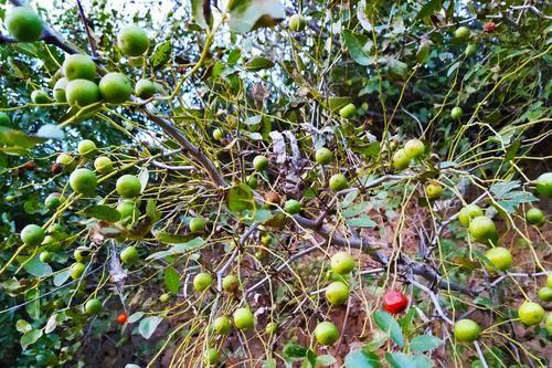 一亩酸枣能收入多少元、什么时间栽植酸枣苗成活率比较好