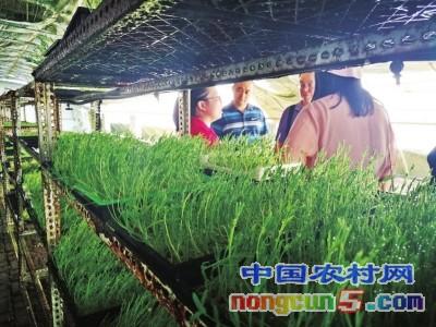 纸上种菜，没那么“简单”