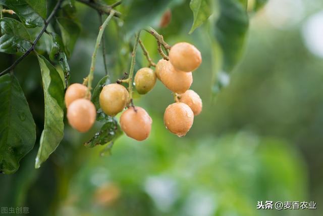 黄皮高产栽培技术，种植方法教给大家，想要学习的别错过哟