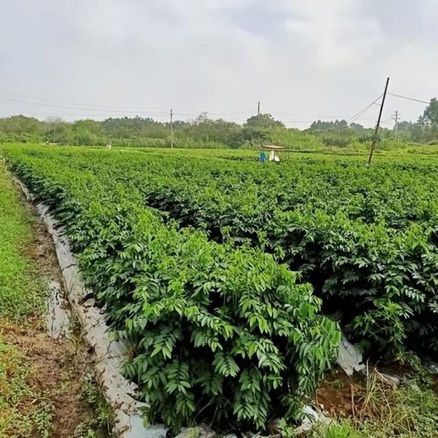 根据树仔菜的特点，采用室内垂直技术节约种植空间，减少资源浪费