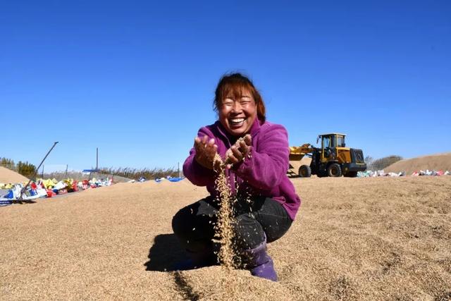 八五六农场、分公司：【丰年好“丰”景】订单种植让百姓有赚头