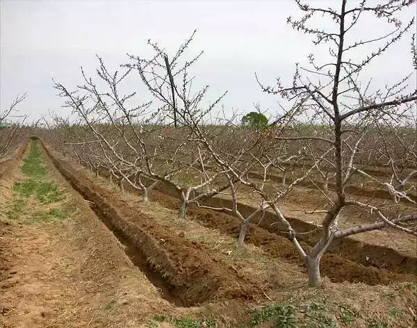 这样种桃树才是科学