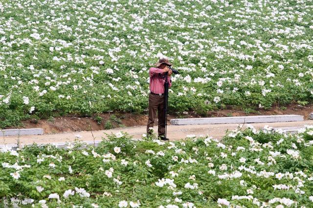 籽花根都能赚钱，农民种植后，60年不用再种，且每亩年赚万余元！