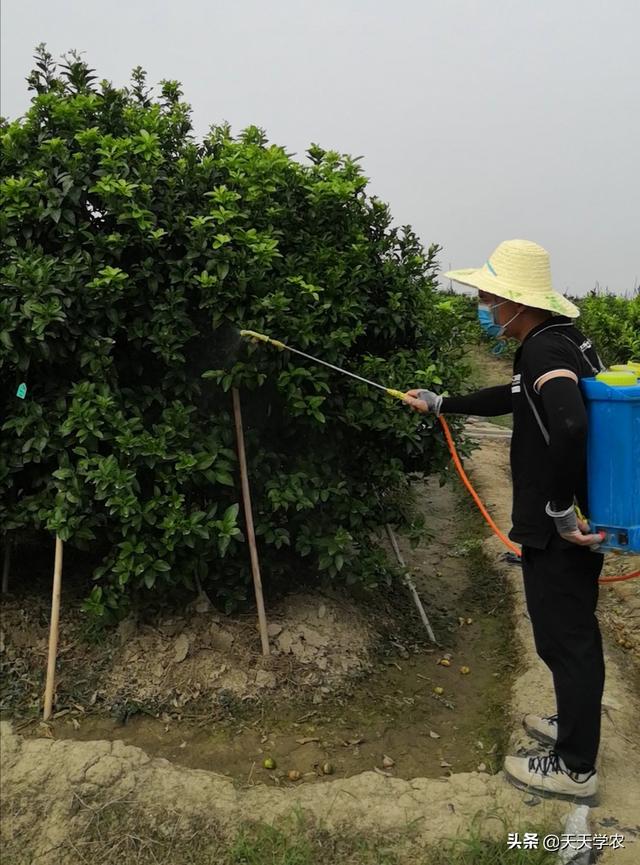 枝繁叶茂却不挂果，你果园里有这样的柑橘树吗？赶紧促进花芽分化