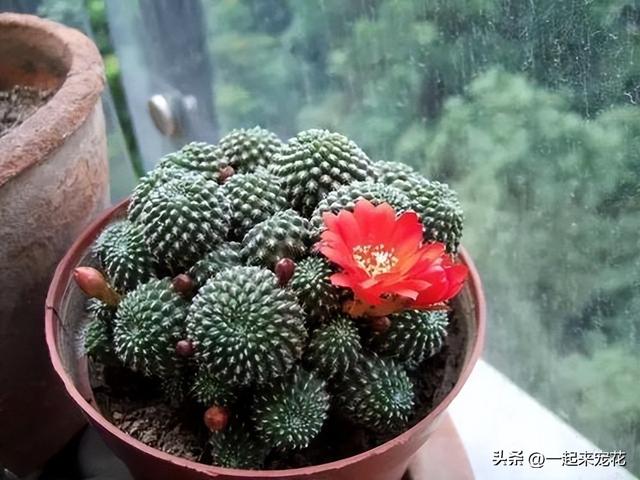 家里常见的5种花，小花盆“挤一挤”，根系健壮呼呼冒花苞