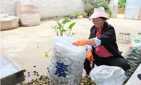 吃在保山：瓦窑小麻茶，吃过了吗？