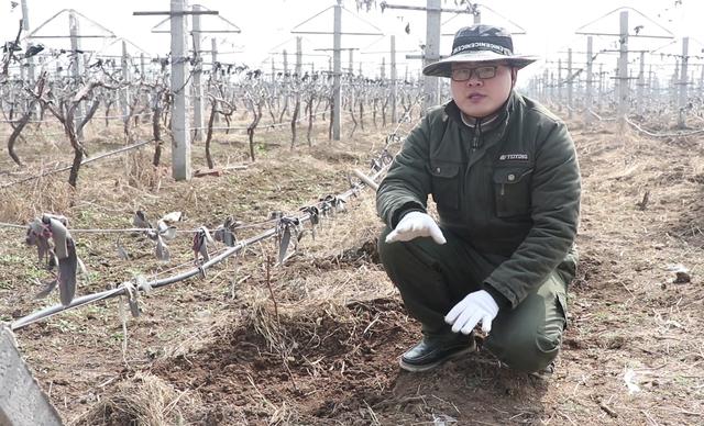 家里阳台闲置想要种植盆栽葡萄，怎么种植？这些小知识要牢记！