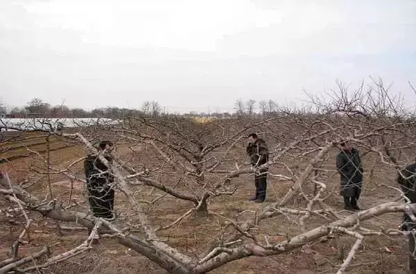 这样种桃树才是科学