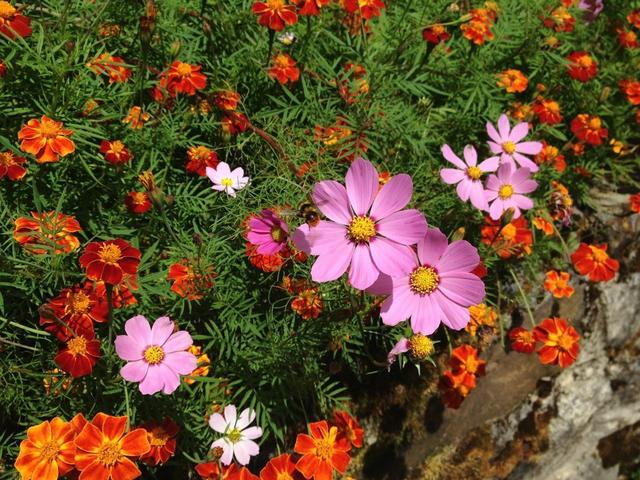 春天种什么呢？几样草本花卉，个个都是“开花小能手”