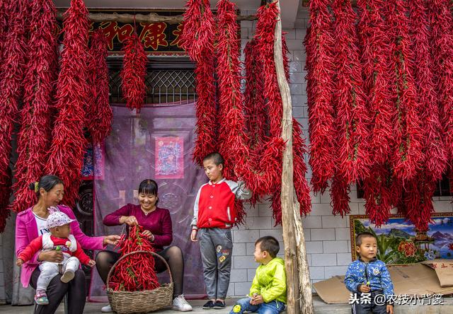 辣椒高产种植有妙招，这五种种植管理技巧要知道