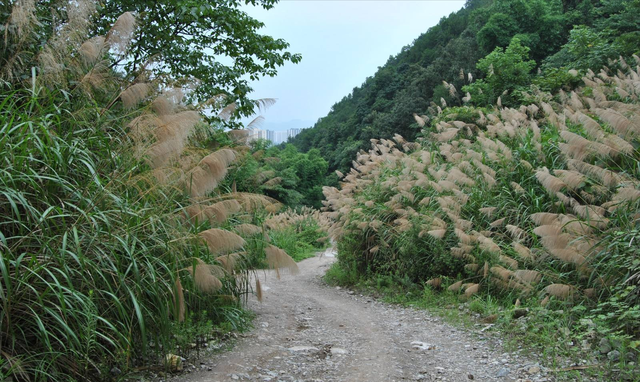 农村满山的芒草，有这么多用途，一吨芒草发电量相当于3桶原油