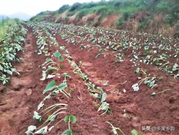 红薯栽植有妙招，关键是要掌握这些栽培技术，不妨一试